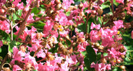 Hopi Crape Myrtle