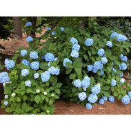 Nikko Blue Hydrangea