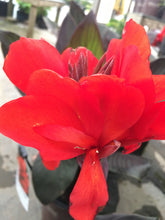 Bronze Scarlet Canna Lily