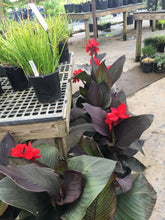 Bronze Scarlet Canna Lily