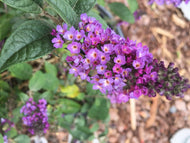 Blue Chip Jr. Butterfly Bush