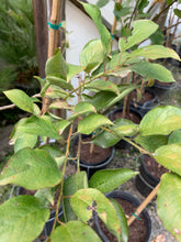 Ozark Premier Plum (fruiting)