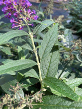 Lo & Behold Purple Haze Butterfly Bush