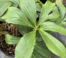 Berry Swirl Lenten Rose