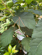 Invincibelle Lace Hydrangea