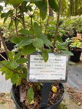 Mandarin Lights Azalea