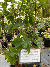 Mandarin Lights Azalea