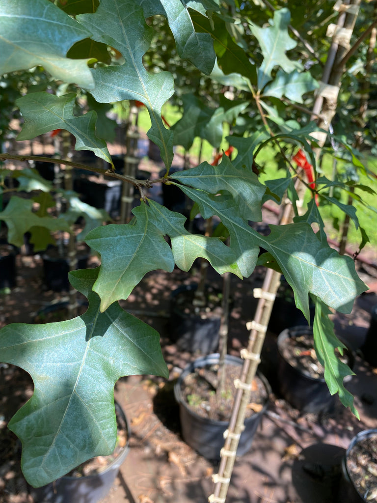 Overcup Oak – Toms Creek Farm & Nursery