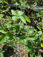 Don Juan Climbing Rose