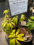 Jade Star Lenten Rose