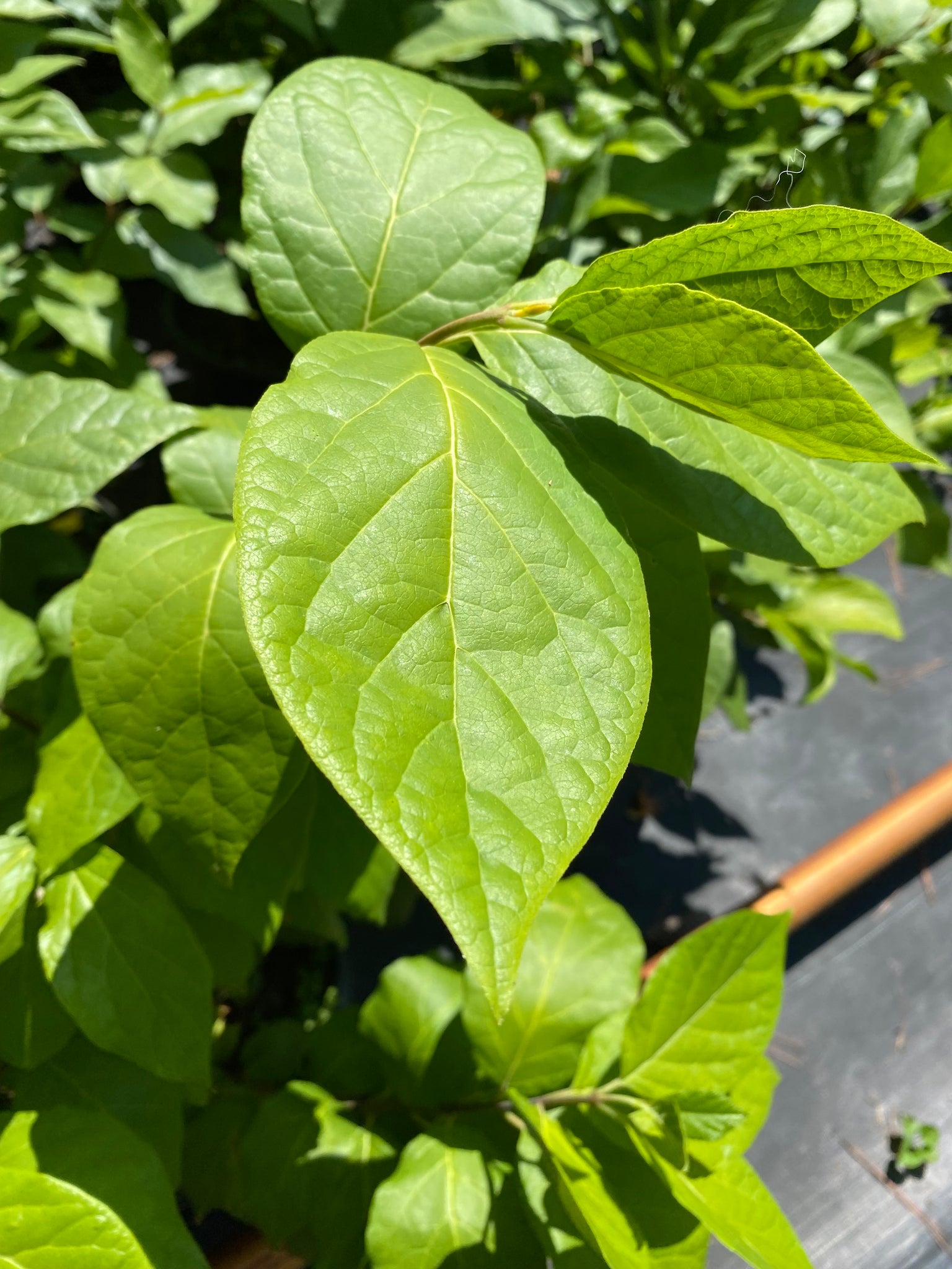 Carolina Allspice 'Sweet Bubby' Bush – Toms Creek Farm & Nursery