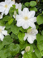 Henryii Clematis