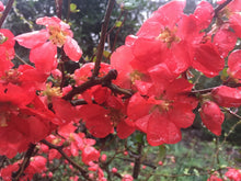 Texas Scarlet Quince