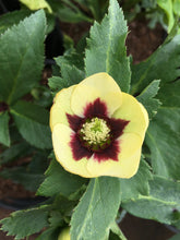 Spanish Flare Lenten Rose (Honeymoon Series)
