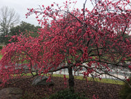Weeping Double Red Peach