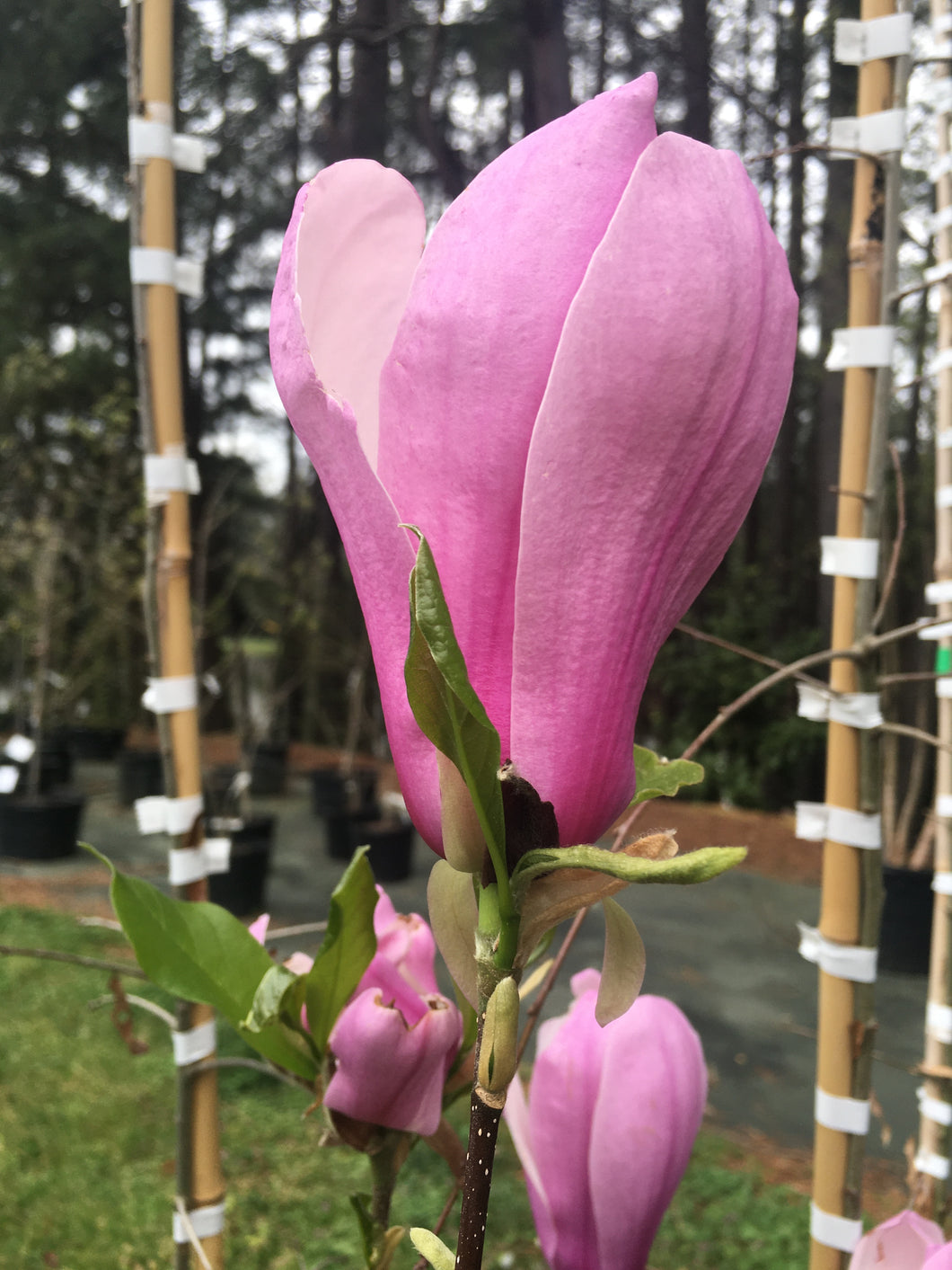 lily magnolia flower tree Jane Lily Magnolia