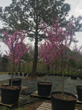 Rising Sun Redbud Tree