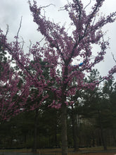 Rising Sun Redbud Tree