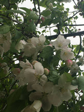 Weeping Candied Apple Crabapple