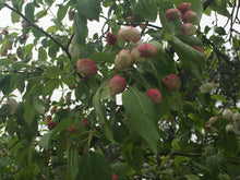 Weeping Candied Apple Crabapple