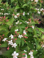 Fragrant Abelia