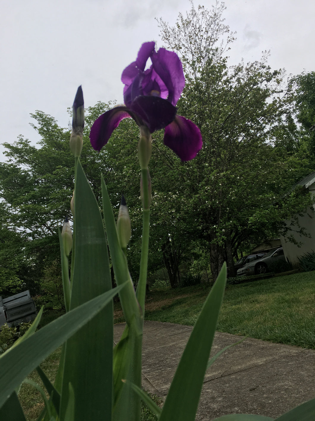 German Iris (ruffled) Purple
