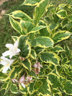 Eyecatcher Weigela