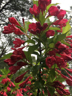 Java Red Weigela