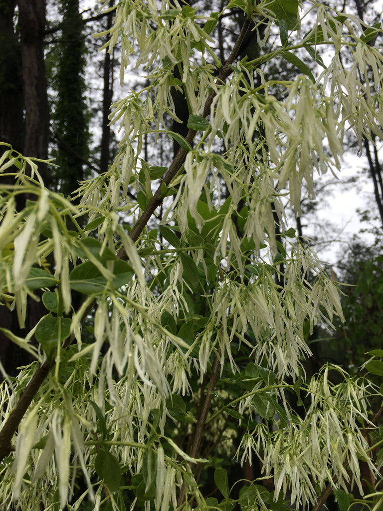 White Fringe Tree 'Old Man's Beard' – Toms Creek Farm & Nursery