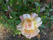 Amber Flower Carpet Rose