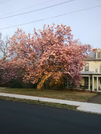 Saucer Magnolia