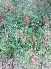 Heavenly Bamboo Nandina