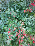 Heavenly Bamboo Nandina