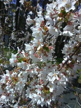 Snow Fountain Weeping Cherry