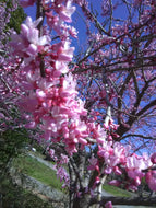 Eastern Redbud