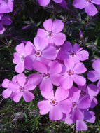 Emerald Pink Creeping Phlox