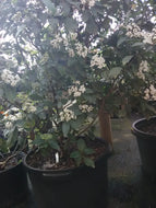 Burkwood Viburnum