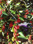 Dwarf Burford Chinese Holly