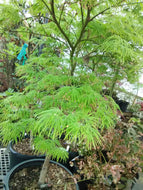 Waterfall Japanese Maple