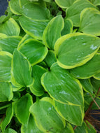 Golden Tiara Hosta