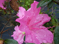 Mariland Evergreen Azalea