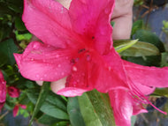 President Clay Evergreen Azalea