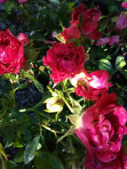 Red Drift Rose