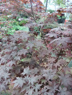 Bloodgood Japanese Maple