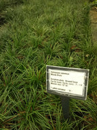 Mondo Grass