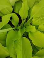 Sun Power Hosta