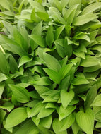 Blue Arrow Hosta