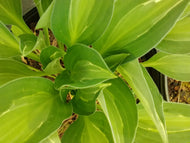 Striptease Variegated Hosta