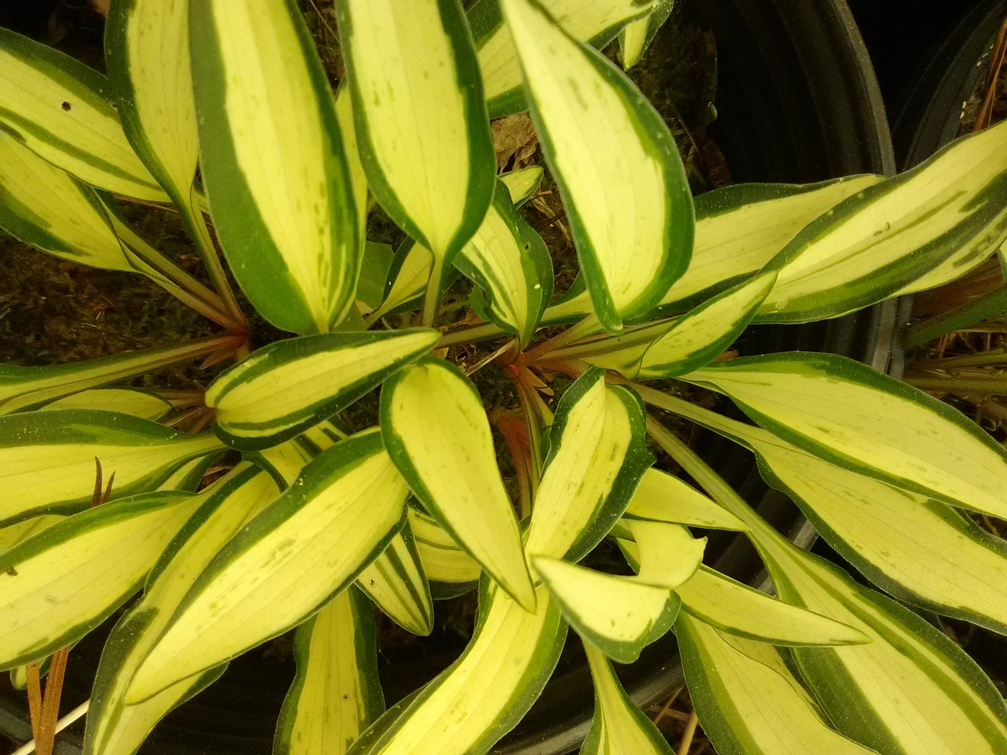 Masquerade Hosta – Toms Creek Farm & Nursery