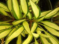 Masquerade Hosta